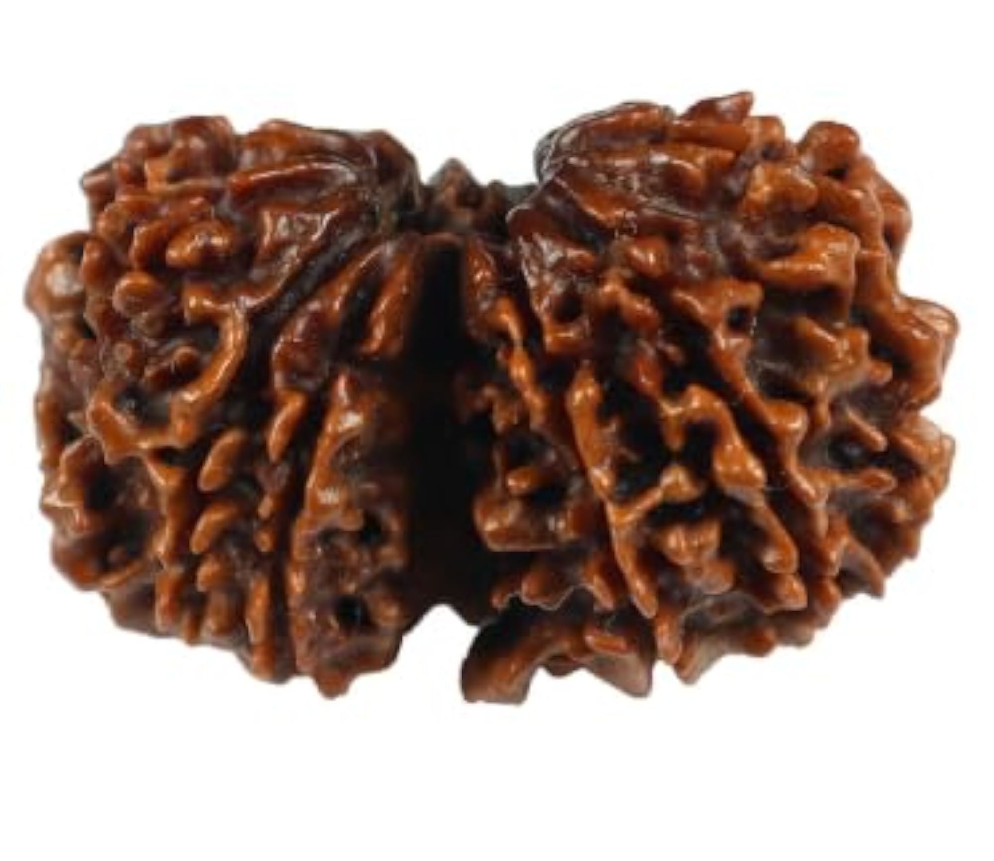 Gori Shankar Rudraksha Pendant, Certified Natural Gemstone